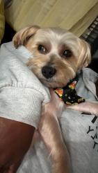 Reunited Male Dog last seen Striebel rd, Livingston, Columbus, OH 43227
