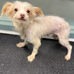 Shelter Stray Male Dog last seen Near Harold St, Oakland, CA, 1101 29th Ave, Oakland, CA 94601, USA