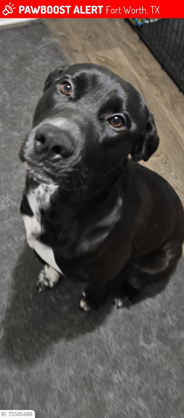 Lost Male Dog last seen Jenson Rd, Fort Worth, TX 76112, Fort Worth, TX 76112