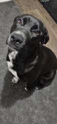 Lost Male Dog last seen Jenson Rd, Fort Worth, TX 76112, Fort Worth, TX 76112