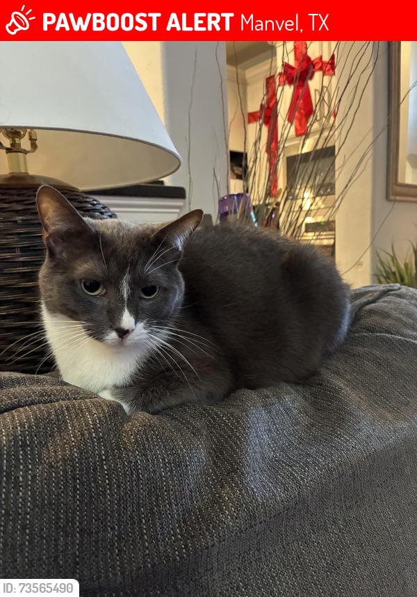 Lost Male Cat last seen Sedona Lakes Neighborhood - Dalea Clover and Chuska Mountain, Manvel, TX 77578