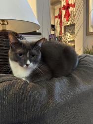 Lost Male Cat last seen Sedona Lakes Neighborhood - Dalea Clover and Chuska Mountain, Manvel, TX 77578