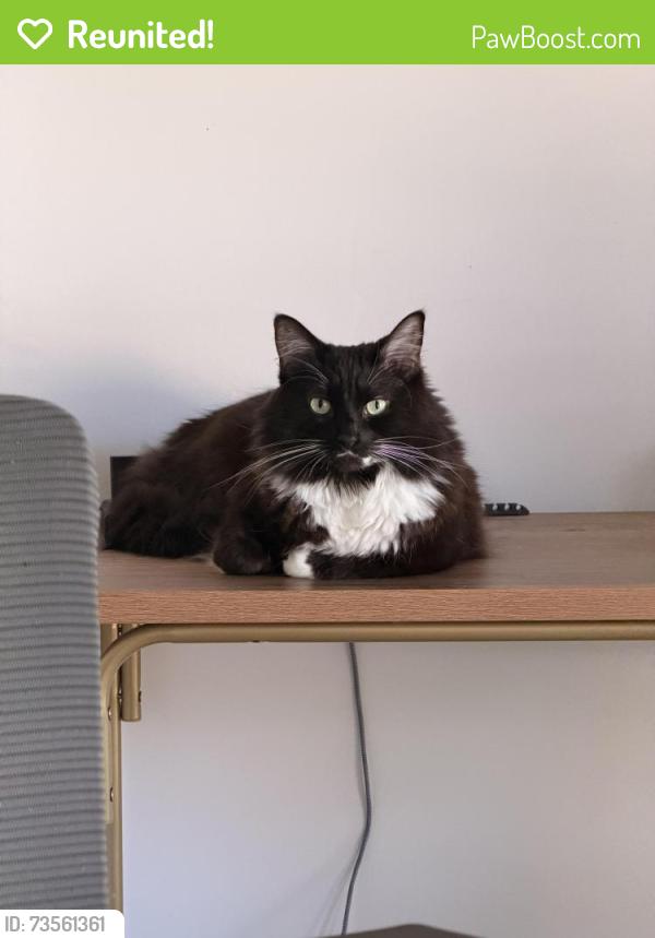 Reunited Female Cat last seen S Blanchard St, Wheaton, IL 60187