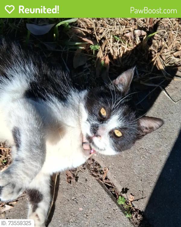 Reunited Male Cat last seen Foothill Blvd and Riverside Ave, Rialto, CA 92376