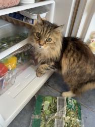 Lost Female Cat last seen Ashway Park, peel hall, Wythenshawe, England M22 5LD