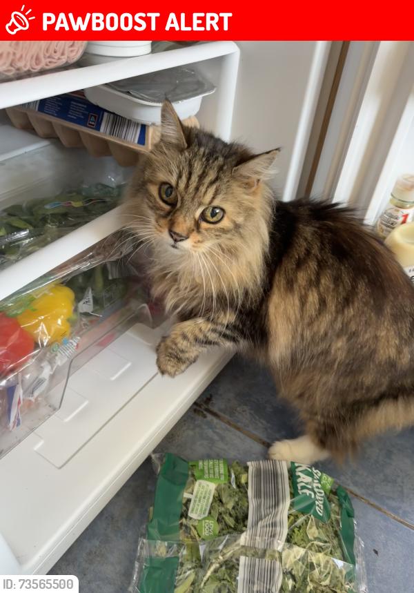 Lost Female Cat last seen Ashway Park, peel hall, Wythenshawe, England M22 5LD