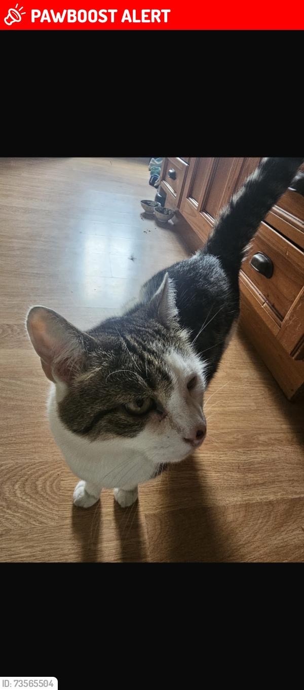 Lost Male Cat last seen Near Wakefield road clayton west, Clayton West, England HD8 9QB