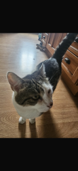 Lost Male Cat last seen Near Wakefield road clayton west, Clayton West, England HD8 9QB