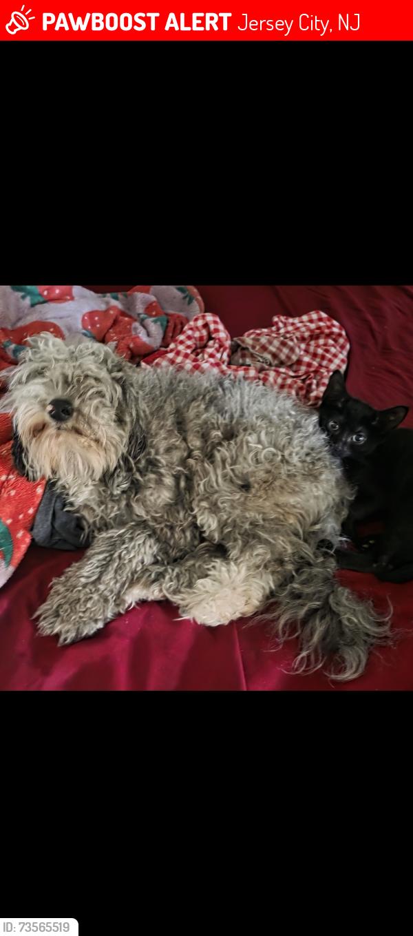 Lost Male Dog last seen Ege between West Side Ave and Mallory, Jersey City, NJ 07304