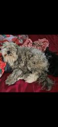 Lost Male Dog last seen Ege between West Side Ave and Mallory, Jersey City, NJ 07304