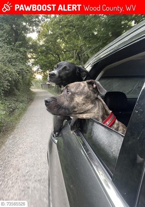 Lost Male Dog last seen Riser ridge, Wood County, WV 26180