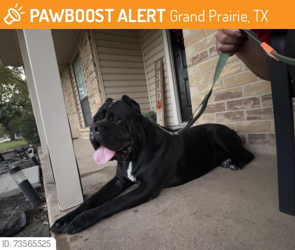 Found/Stray Male Dog last seen Corn Valley, Grand Prairie, TX 75050
