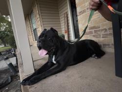 Found/Stray Male Dog last seen Corn Valley, Grand Prairie, TX 75050