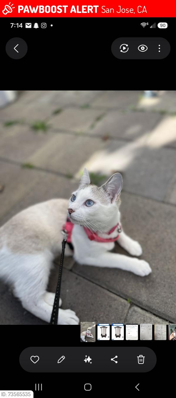 Lost Female Cat last seen Southside Dr, San Jose, CA 95111