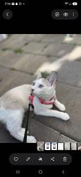Lost Female Cat last seen Southside Dr, San Jose, CA 95111