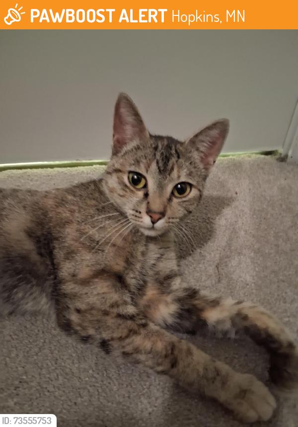 Found/Stray Female Cat last seen 17th 2nd Street BE Minneapolis, Hopkins, MN 55343