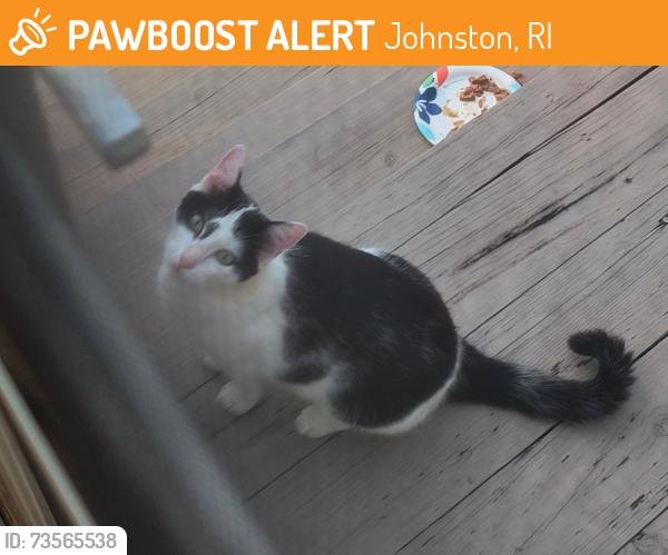 Found/Stray Unknown Cat last seen Central Ave, Johnston ri, Johnston, RI 02919