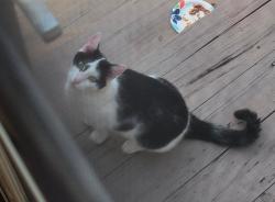 Found/Stray Unknown Cat last seen Central Ave, Johnston ri, Johnston, RI 02919