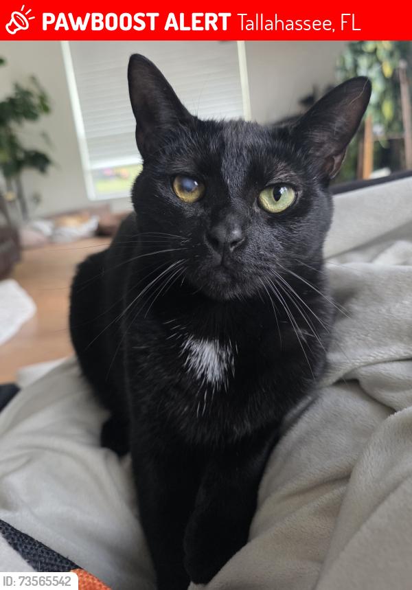 Lost Male Cat last seen Woodgate Way & south end of Huntington Dr, Tallahassee, FL 32308
