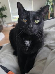 Lost Male Cat last seen Woodgate Way & south end of Huntington Dr, Tallahassee, FL 32308