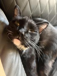 Reunited Male Cat last seen Highway 150, Floyds Knobs, IN 47119