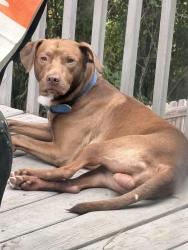 Reunited Male Dog last seen Brenston place, Clayton County, GA 30294