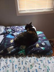 Reunited Female Cat last seen Curwood, and poinsietta are nearby neighborhoods, Kentwood, MI 49508