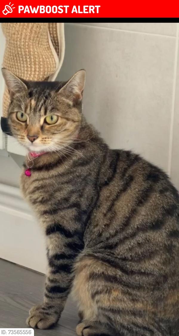 Lost Female Cat last seen heather road, West Midlands, England 