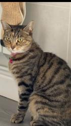 Lost Female Cat last seen heather road, West Midlands, England 