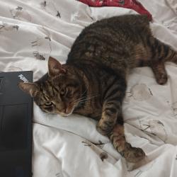 Lost Male Cat last seen Brookhead Drive, Cheadle, Stockport, Greater Manchester, England SK8 2JA