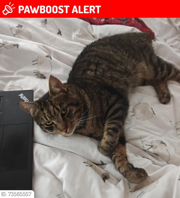 Lost Male Cat last seen Brookhead Drive, Cheadle, Stockport, Greater Manchester, England SK8 2JA