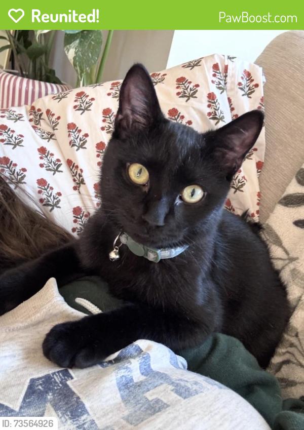 Reunited Male Cat last seen Lein Rd and Cityview, Madison, WI 53704