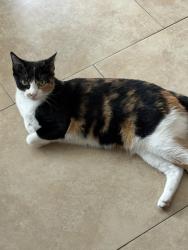 Lost Female Cat last seen Cadenza Court @ Allegro, Houston, TX 77040