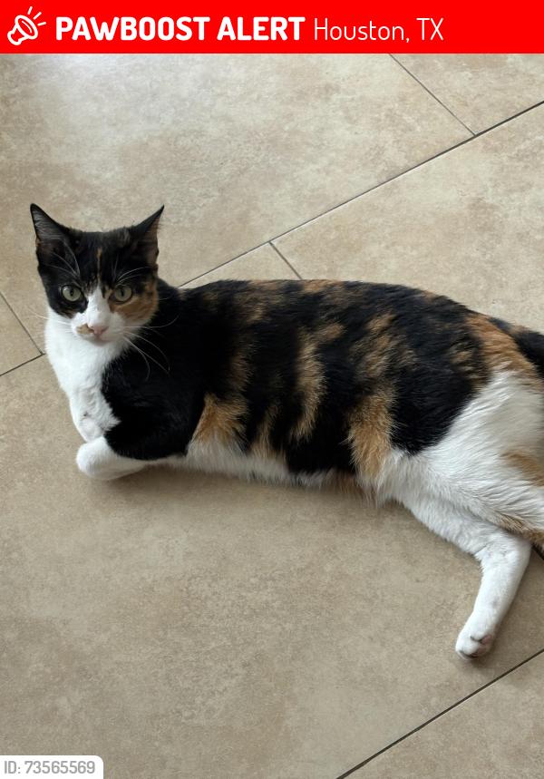 Lost Female Cat last seen Cadenza Court @ Allegro, Houston, TX 77040
