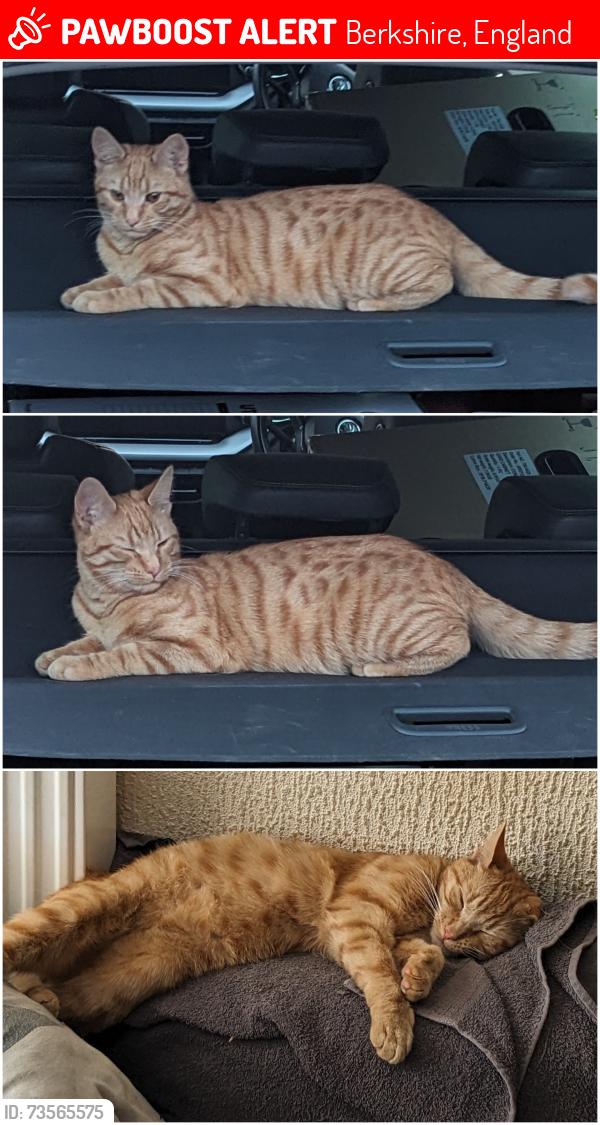 Lost Male Cat last seen Whittaker road, Berkshire, England 