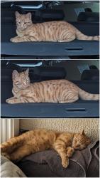 Lost Male Cat last seen Whittaker road, Berkshire, England 