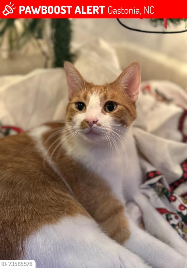 Lost Male Cat last seen Huntington forest neighborhood, Gastonia, NC 28056