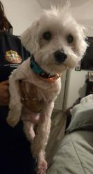 Reunited Male Dog last seen Cassidy near Hickok, Killeen, TX 76542