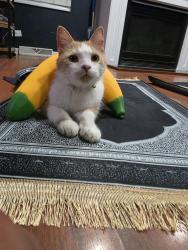 Reunited Male Cat last seen Near n frostwood pkwy and n big hollow road, Peoria, IL 61615