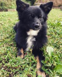 Lost Female Dog last seen George Hildebran School Rd and Magnolia Ln, Burke County, NC 28602