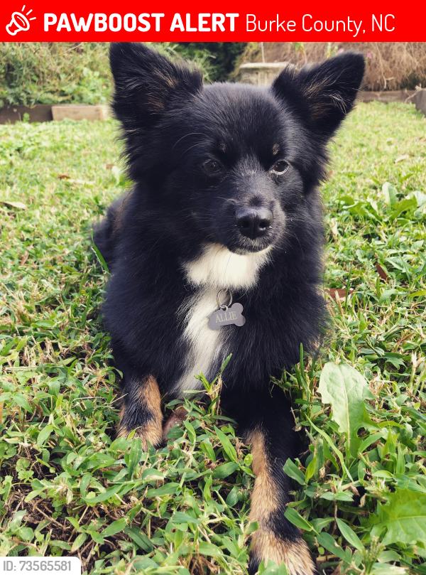 Lost Female Dog last seen George Hildebran School Rd and Magnolia Ln, Burke County, NC 28602