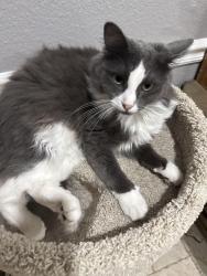 Reunited Female Cat last seen Coppell greens, Coppell, TX 75019