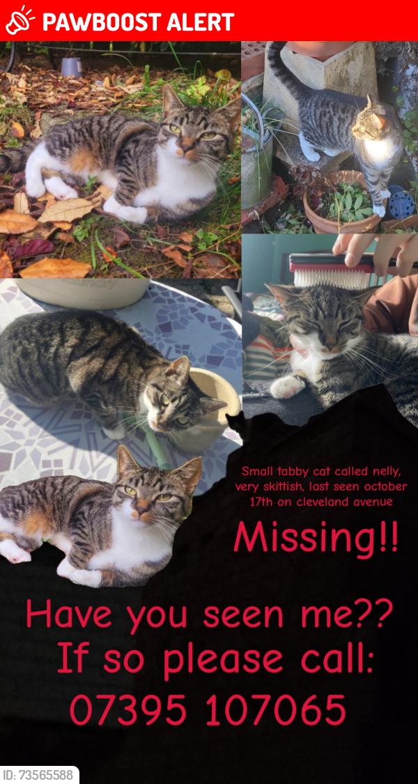 Lost Female Cat last seen Cockton hill club, County Durham, England DL14 6AR
