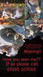 Lost Female Cat last seen Cockton hill club, County Durham, England DL14 6AR