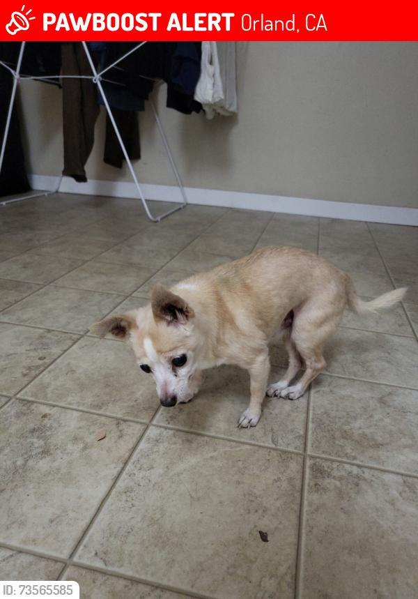 Lost Male Dog last seen County Rd M (Detour Rd), Orland CA 95963, Orland, CA 95963