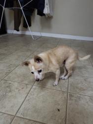 Lost Male Dog last seen County Rd M (Detour Rd), Orland CA 95963, Orland, CA 95963