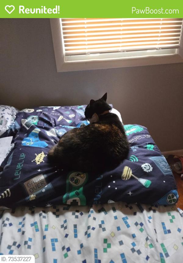 Reunited Female Cat last seen Curwood, and poinsietta are nearby neighborhoods, Kentwood, MI 49508