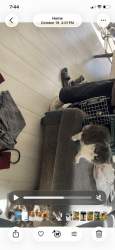 Lost Male Cat last seen Spangler n conrad dr, Columbus, OH 43207