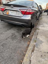 Found/Stray Unknown Cat last seen Roaming on street, Queens, NY 11368