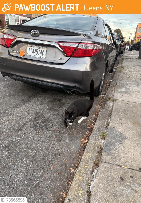 Found/Stray Unknown Cat last seen Roaming on street, Queens, NY 11368